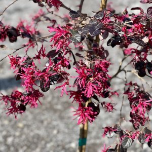 Loropetalum čínske (Loropetalum Chinense) ´BLACK PEARL´ - výška 120-150 cm, kont. C7L - NA KMIENKU